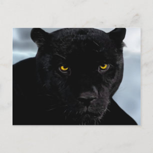 Black Panther Panthera Briefkaart