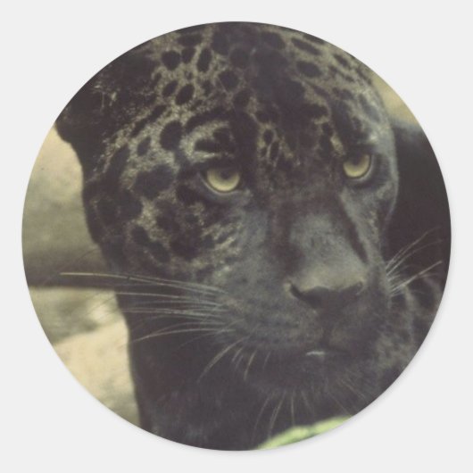 Black Panther Stickers (Voorkant)