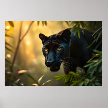 Black Panther Wild Oerwoud Leopard Big Cat