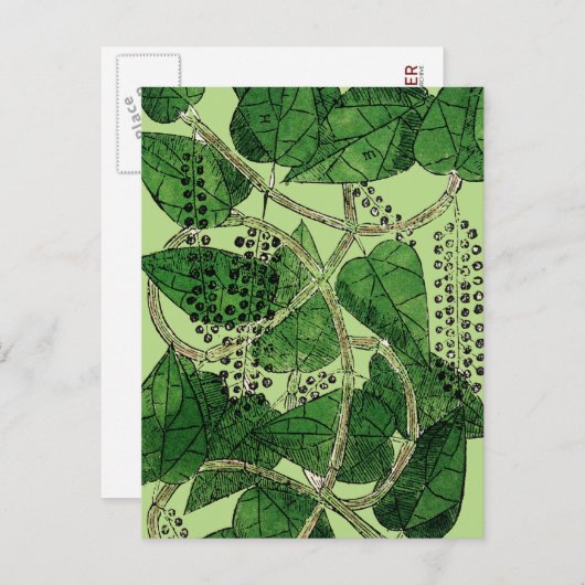 Black Pepper Plant, 1578 Briefkaart (Voorkant / Achterkant)