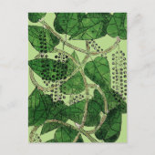Black Pepper Plant, 1578 Briefkaart (Voorkant)