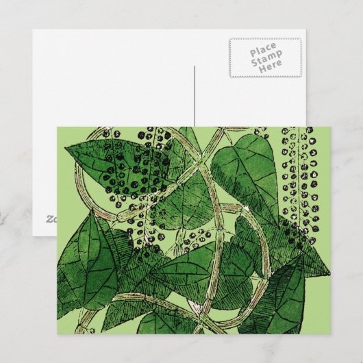 Black Pepper Plant, 1578 Briefkaart (Voorkant / Achterkant)