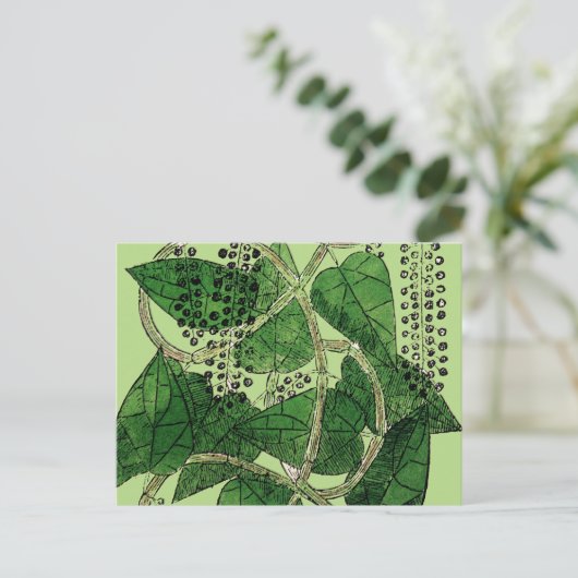 Black Pepper Plant, 1578 Briefkaart (Staand voorkant)