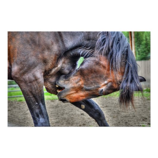 Black Percheron Gelding Horse Preening Foto Perfect Poster (Voorkant)