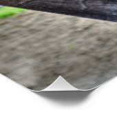 Black Percheron Gelding Horse Preening Foto Perfect Poster (Hoek)