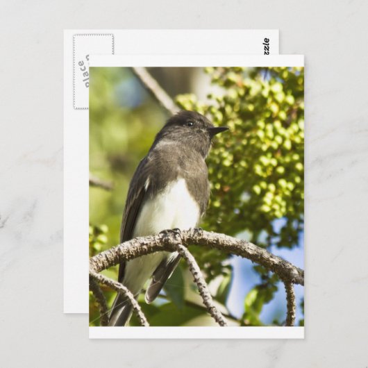 Black Phoebe Briefkaart (Voorkant / Achterkant)