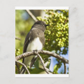 Black Phoebe Briefkaart (Voorkant)