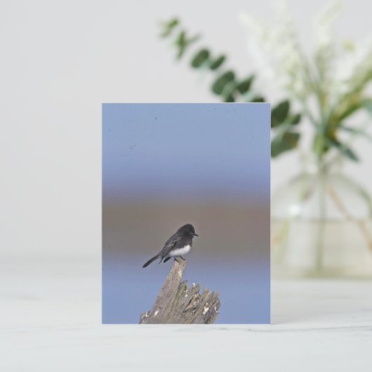Black Phoebe Briefkaart (Staand voorkant)