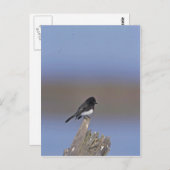 Black Phoebe Briefkaart (Voorkant / Achterkant)