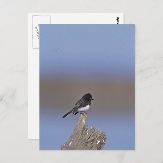 Black Phoebe Briefkaart (Voorkant / Achterkant)