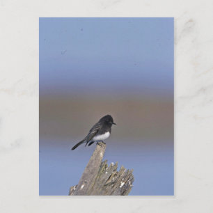 Black Phoebe Briefkaart