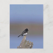 Black Phoebe Briefkaart (Voorkant)