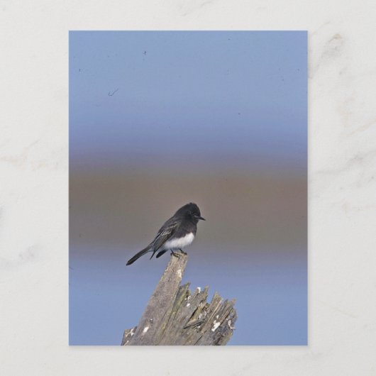 Black Phoebe Briefkaart (Voorkant)