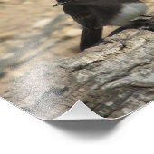 Black Phoebe Custom 10 x 8-inch fotouitbreiding Foto Afdruk (Hoek)