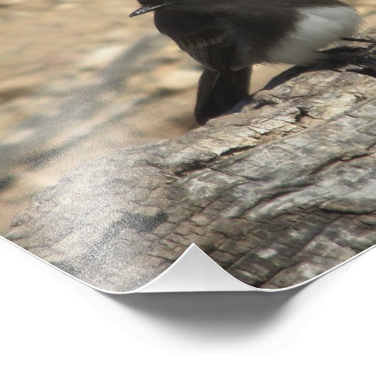 Black Phoebe Custom 10 x 8-inch fotouitbreiding Foto Afdruk (Hoek)
