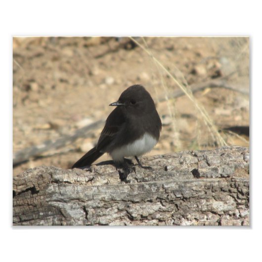 Black Phoebe Custom 10 x 8-inch fotouitbreiding Foto Afdruk (Voorkant)