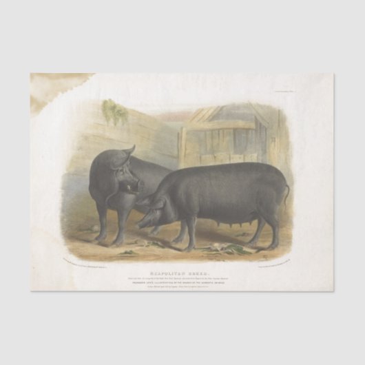 Black Pigs Ephemera Decoupage  Boerderij Tissuepapier (Voorkant)