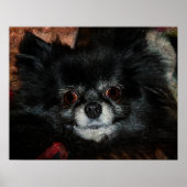 Black Pomeranian Poster (Voorkant)