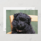 Black Pomeranian Puppy Briefkaart (Voorkant / Achterkant)