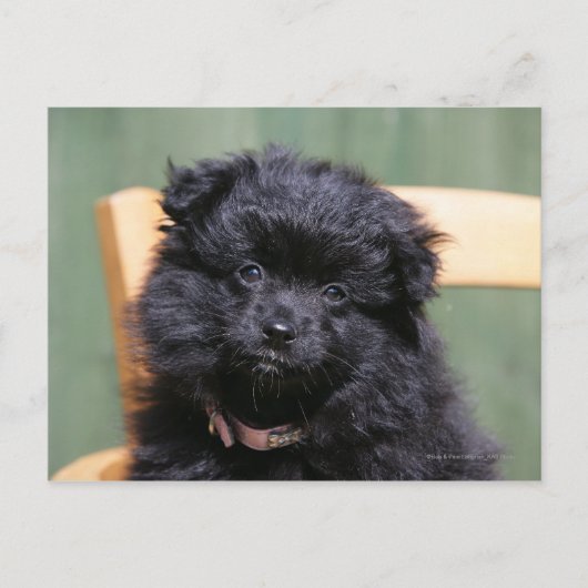 Black Pomeranian Puppy Briefkaart (Voorkant)