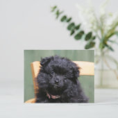 Black Pomeranian Puppy Briefkaart (Staand voorkant)
