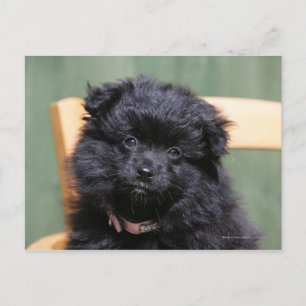 Black Pomeranian Puppy Briefkaart