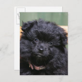 Black Pomeranian Puppy Briefkaart (Voorkant / Achterkant)