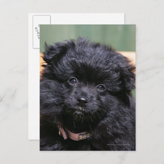 Black Pomeranian Puppy Briefkaart (Voorkant / Achterkant)