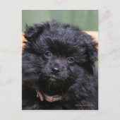 Black Pomeranian Puppy Briefkaart (Voorkant)