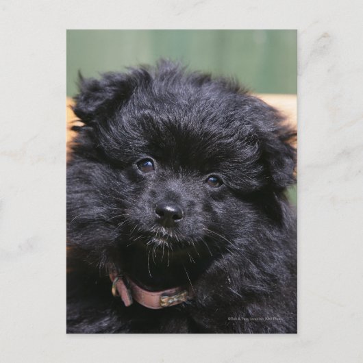 Black Pomeranian Puppy Briefkaart (Voorkant)