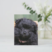 Black Pomeranian Puppy Briefkaart (Staand voorkant)