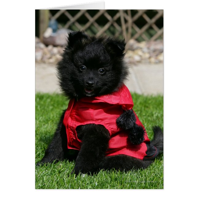 Black Pomeranian Puppy die camera's bekijkt (Voorkant)