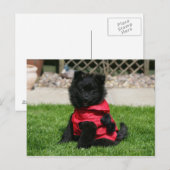 Black Pomeranian Puppy die camera's bekijkt Briefkaart (Voorkant / Achterkant)