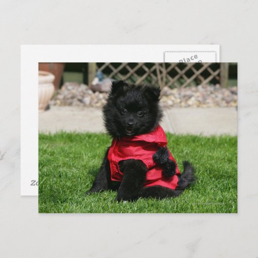 Black Pomeranian Puppy die camera's bekijkt Briefkaart (Voorkant / Achterkant)