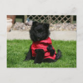 Black Pomeranian Puppy die camera's bekijkt Briefkaart (Voorkant)