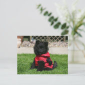 Black Pomeranian Puppy die camera's bekijkt Briefkaart (Staand voorkant)