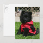 Black Pomeranian Puppy die camera's bekijkt Briefkaart (Voorkant / Achterkant)
