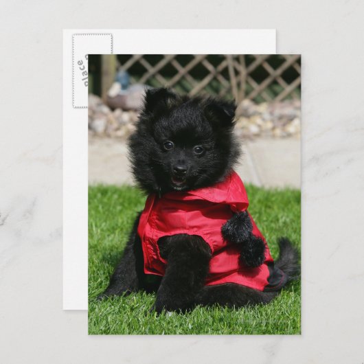 Black Pomeranian Puppy die camera's bekijkt Briefkaart (Voorkant / Achterkant)
