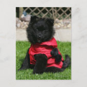 Black Pomeranian Puppy die camera's bekijkt Briefkaart (Voorkant)