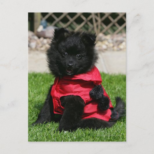 Black Pomeranian Puppy die camera's bekijkt Briefkaart (Voorkant)