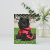 Black Pomeranian Puppy die camera's bekijkt Briefkaart (Staand voorkant)