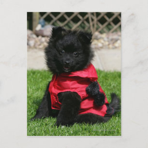Black Pomeranian Puppy die camera's bekijkt Briefkaart