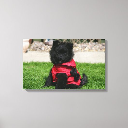 Black Pomeranian Puppy die camera's bekijkt Canvas Afdruk (Voorkant)