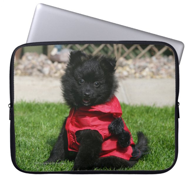 Black Pomeranian Puppy die camera's bekijkt Laptop Sleeve (Voorkant)