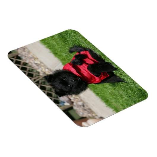 Black Pomeranian Puppy die camera's bekijkt Magneet (Rechterzijde)