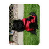 Black Pomeranian Puppy die camera's bekijkt Magneet (Verticaal)