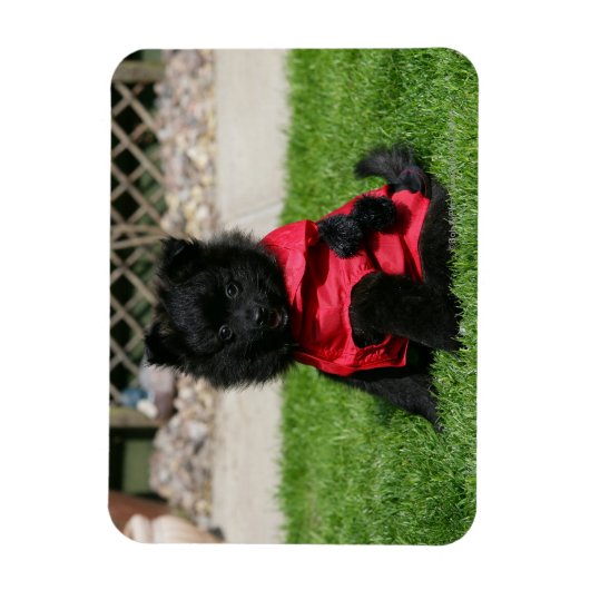 Black Pomeranian Puppy die camera's bekijkt Magneet (Verticaal)