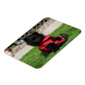 Black Pomeranian Puppy die camera's bekijkt Magneet (Linkerzijde)