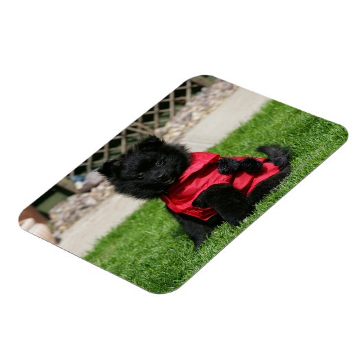 Black Pomeranian Puppy die camera's bekijkt Magneet (Linkerzijde)