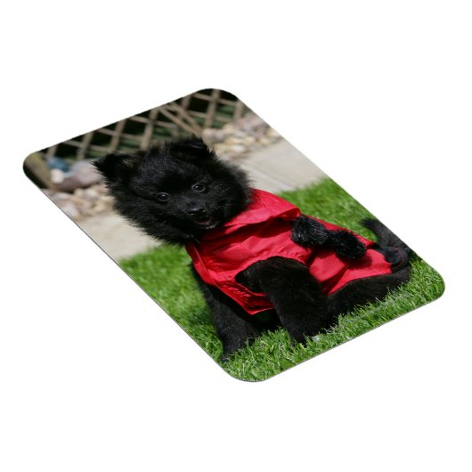 Black Pomeranian Puppy die camera's bekijkt Magneet (Rechterzijde)